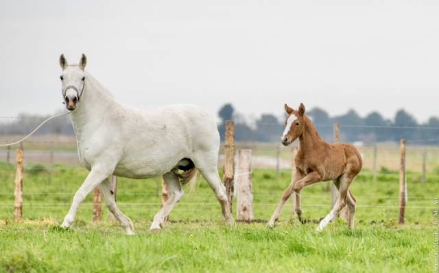 Poulain croisé camargue lusitanien 