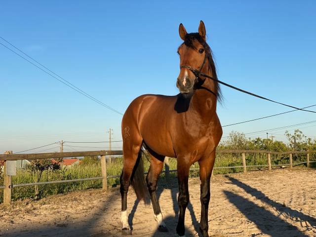 Jeune lusitanien au portugal