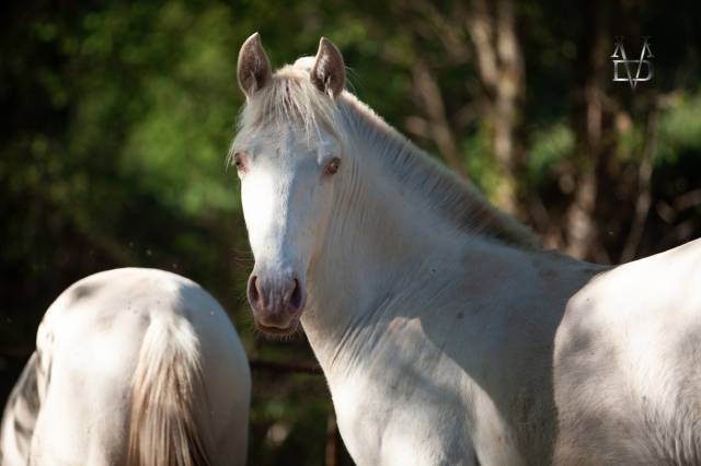 Poulain pure race espagnole crème/pearl à vendre