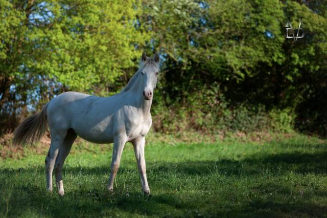 Poulain pure race espagnole crème/pearl à vendre