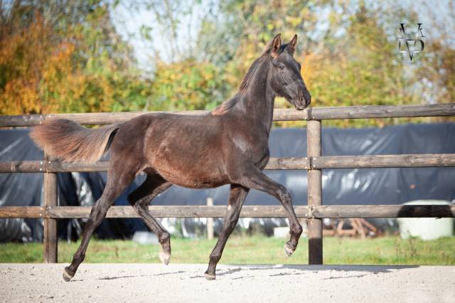 Poulain pure race espagnole noir 