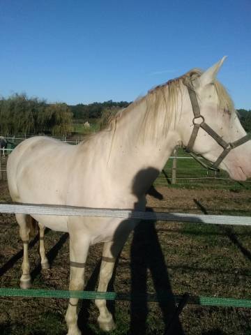 Pure race espagnol perlino pearl