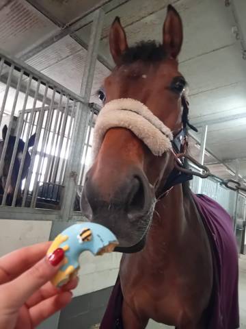 Jument cheval de selle italien a vendre 2019 bai brun par pantuoso