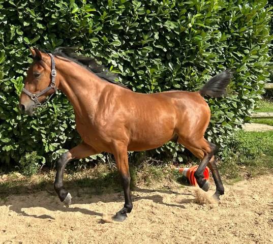 Trotteur plein papiers 3 ans