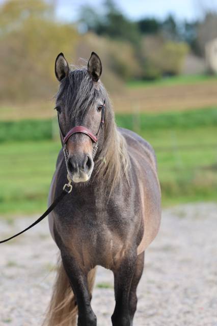 Kariñoso del ber : étalon pure race espagnole apto, excellentes origines