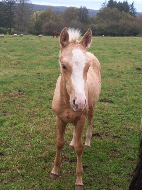 Poulain palomino