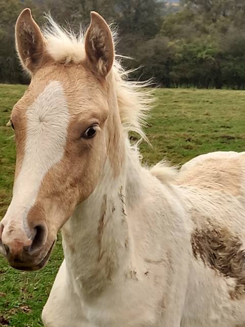 Poulain pie palomino