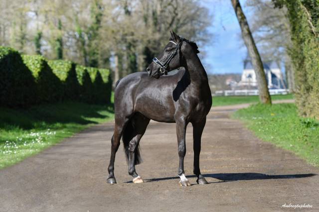 Merrie malachie  : meilleur new forest de sa génération ! merrie malachie