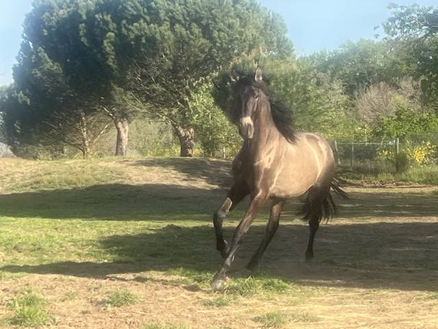  poulain pre pp