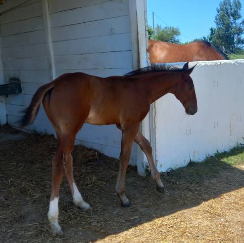 Phénix d'hop hitchcock bois margot x quick star 