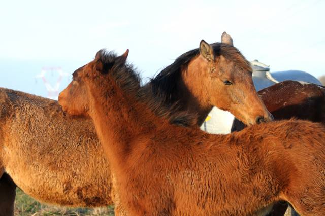 Cessation elevage 68 - nombreux chevaux psl, pre et jeunes