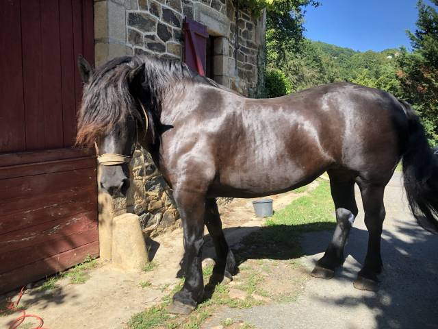 Percherons montés attelés