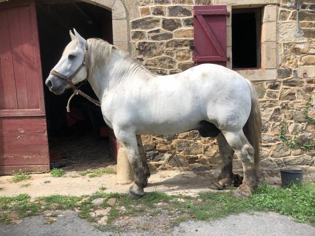 Percheron monté attelé travail bois
