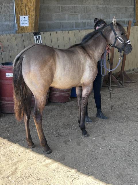 Magnifique pouliche quarter horse grullo 2024