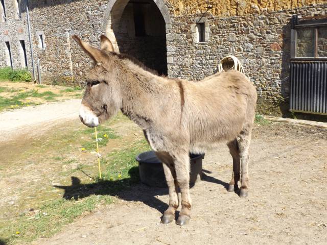 A vendre ânesse du cotentin