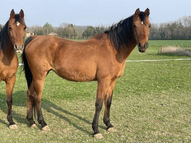Poulinière pur-sang arabe