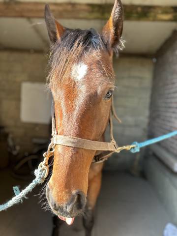 Trotteur français âgé de trois ans