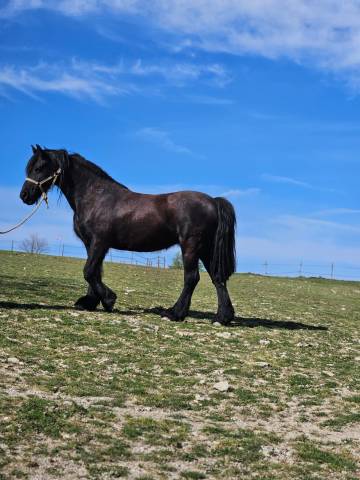 Vends cheval frison