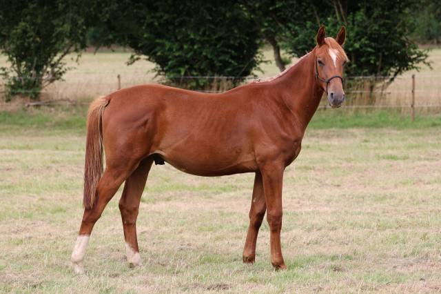 Poulain de 1 an souche jumpy de kreisker 