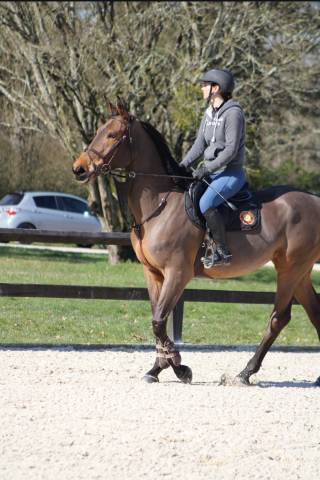 Superbe jument de 6 ans