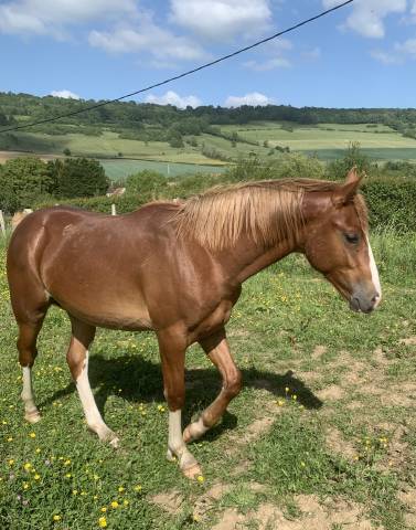 Pfs poney français de selle