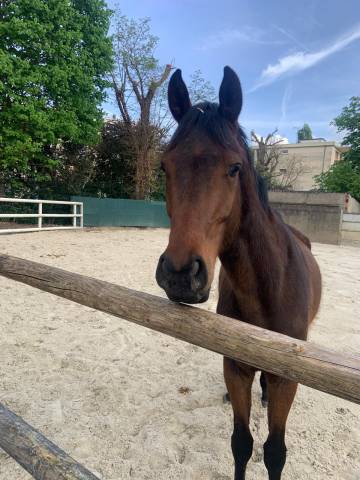 Impact dream par saint des saint - bel hongre 4 ans