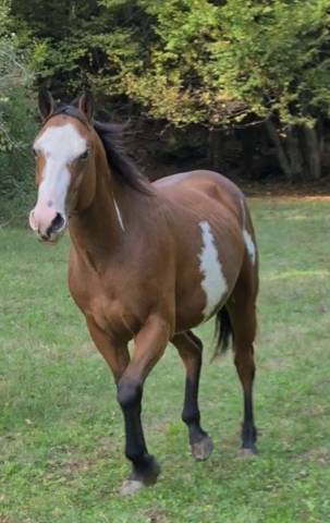Entier paint horse pp