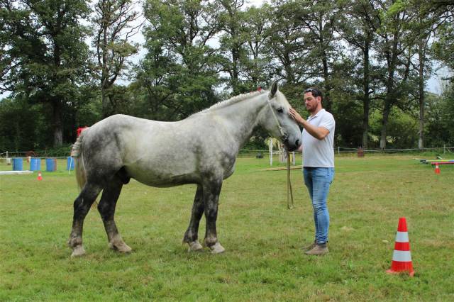hongre percheron 4 ans