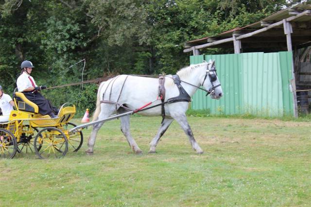 Pouliche de 4 ans percheronne