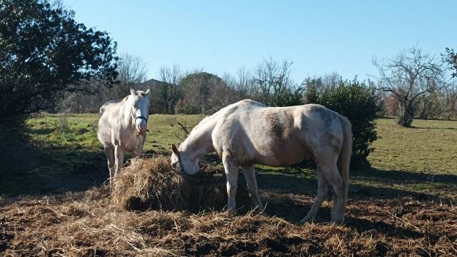 2 paint horses freres
