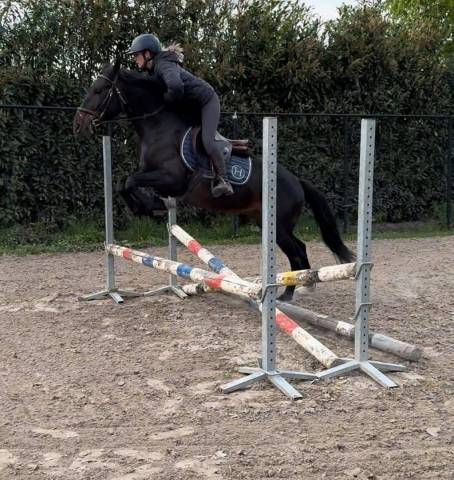Maestoso galanta , magnifique poney hongre pleins papiers de 8 ans