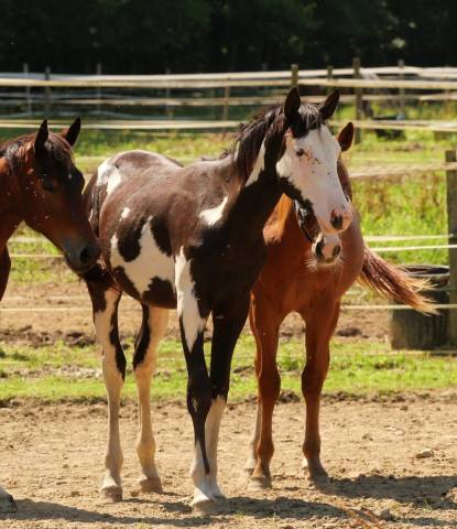 Poulain/etalon paint-horse black/white frame ovéro 2ans