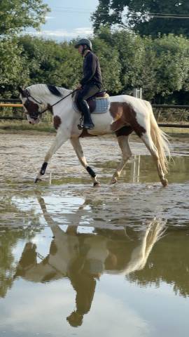 Jument pie 5 ans extra amateur