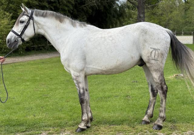 Magnifique hongre pre pp 8 ans 