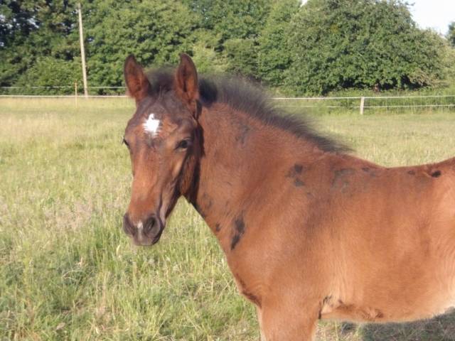 Foal mâle 