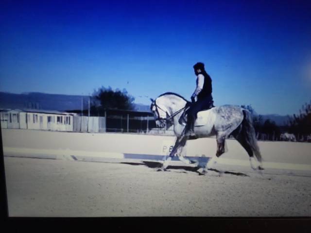 Pure race espagnole 10 ans entier polyvent