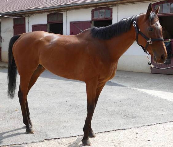 Noce - cheval reformé