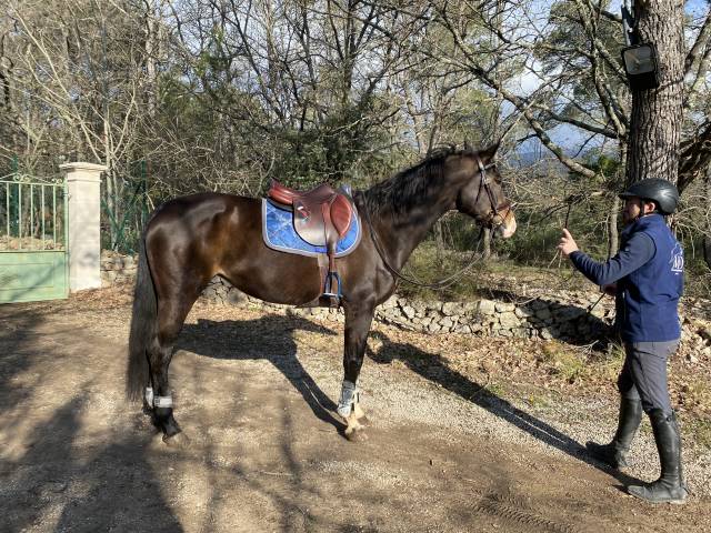 Jument dressage 13 ans