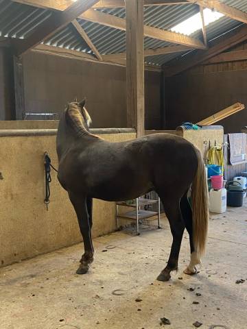 Poulain ¾ rocky mountain horse