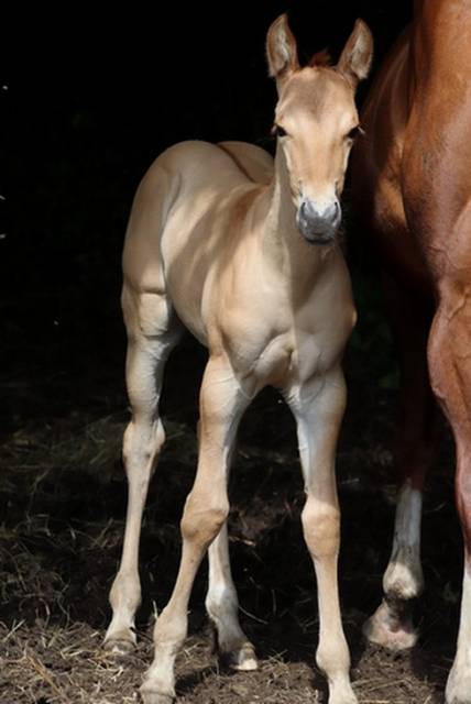 Pouliche quarter horse gunner