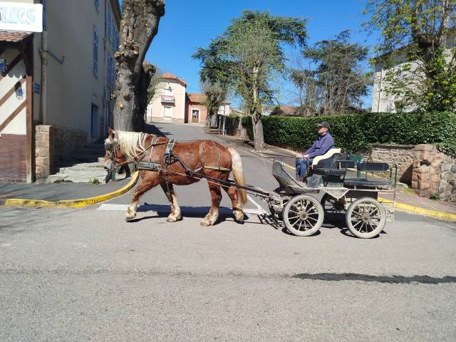 Jango, hongre trait comtois pp