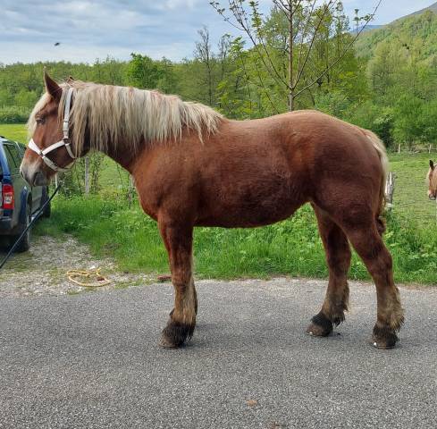 A vendre jument comtoise 3 ans