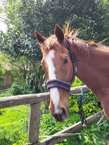 Cheval de dressage