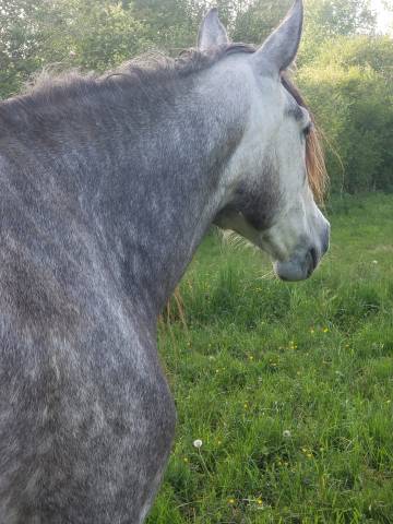 Jument pure race espagnole