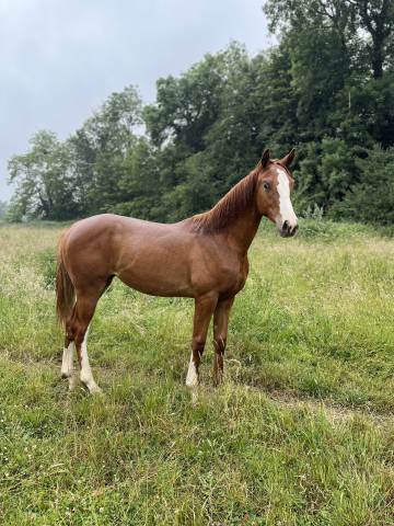 Belle et chic yearling sf par taalex sf