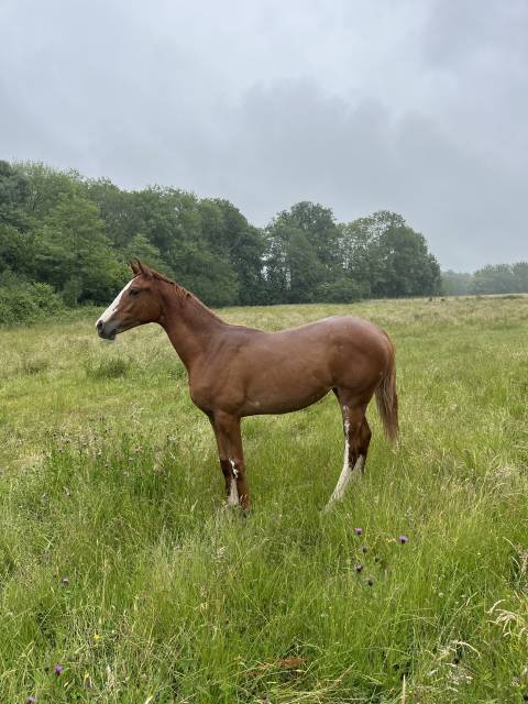 Belle et chic yearling sf par taalex sf