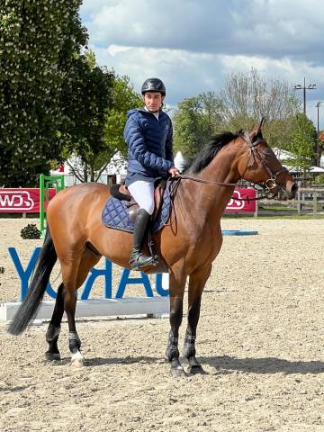 Cheval bwp à vendre