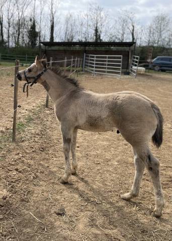 Poulain paint horse pp grullo dw20
