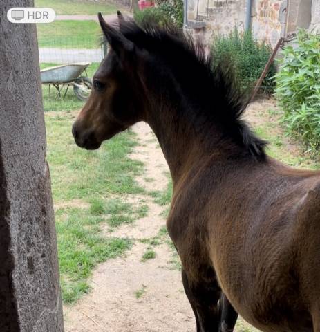 Poulain pfs 2025