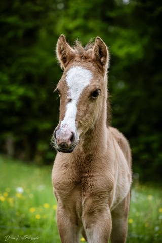 Foal welsh part bred 